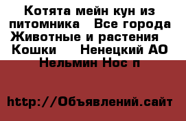 Котята мейн-кун из питомника - Все города Животные и растения » Кошки   . Ненецкий АО,Нельмин Нос п.